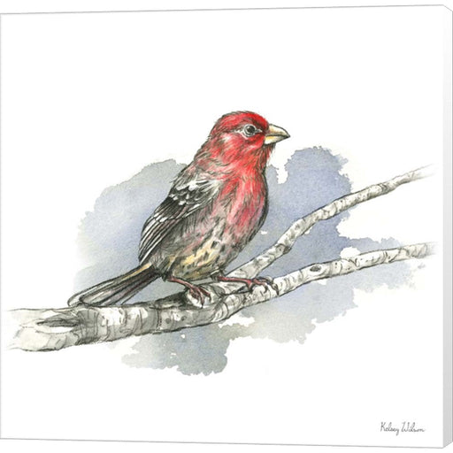 Birds & Branches IV-House Finch by Kelsey Wilson, Canvas Art