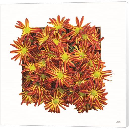 Floral Pop IV by Donnie Quillen, Canvas Art
