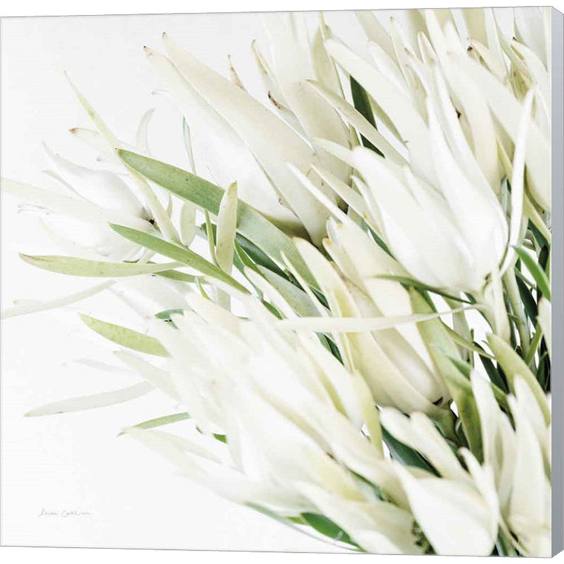 Leucadendron Oasis Crop by Elise Catterall, Canvas Art