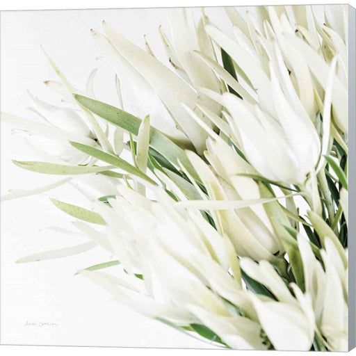 Leucadendron Oasis Crop by Elise Catterall, Canvas Art