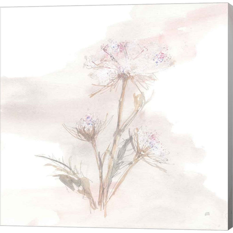 Queen Annes Lace IV by Chris Paschke, Canvas Art