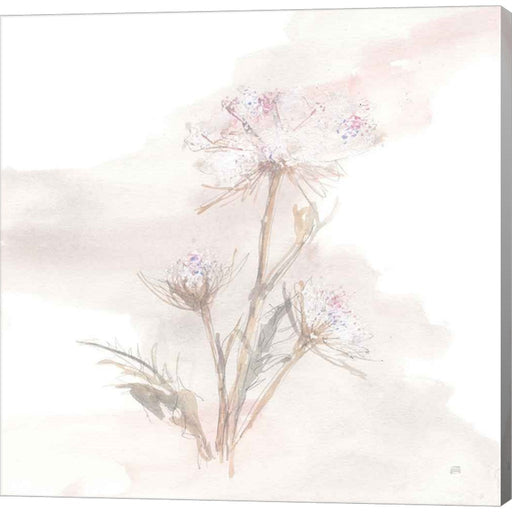 Queen Annes Lace IV by Chris Paschke, Canvas Art