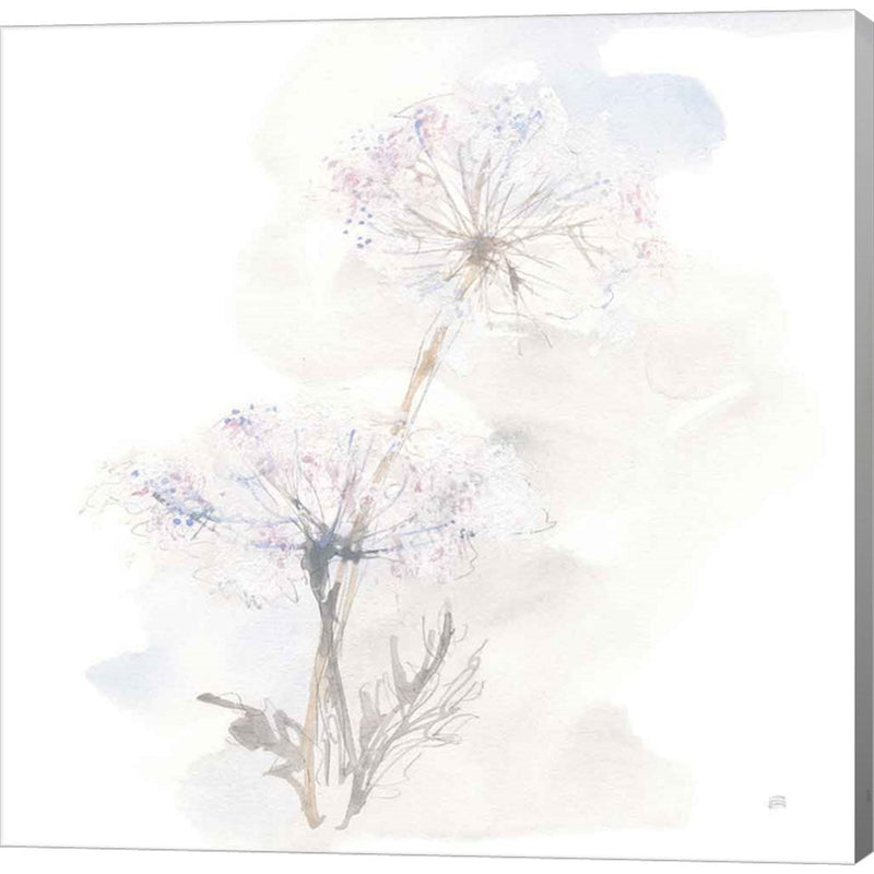 Queen Annes Lace III by Chris Paschke, Canvas Art