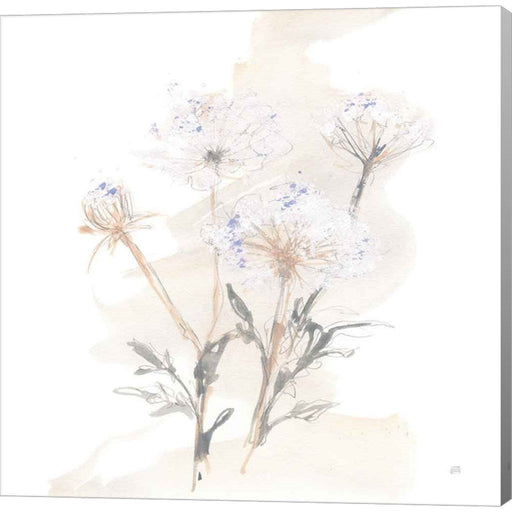 Queen Annes Lace II by Chris Paschke, Canvas Art