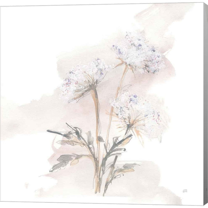 Queen Annes Lace I by Chris Paschke, Canvas Art