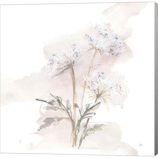 Queen Annes Lace I by Chris Paschke, Canvas Art
