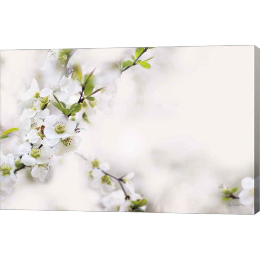First White of Spring by Sue Schlabach, Canvas Art