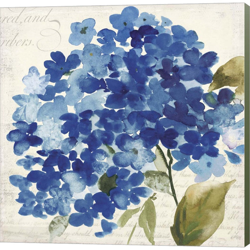 Hampton Hydrangea II by Asia Jensen, Canvas Art