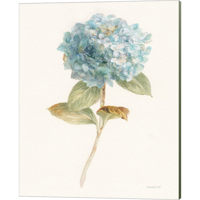 Garden Hydrangea by Danhui Nai, Canvas Art