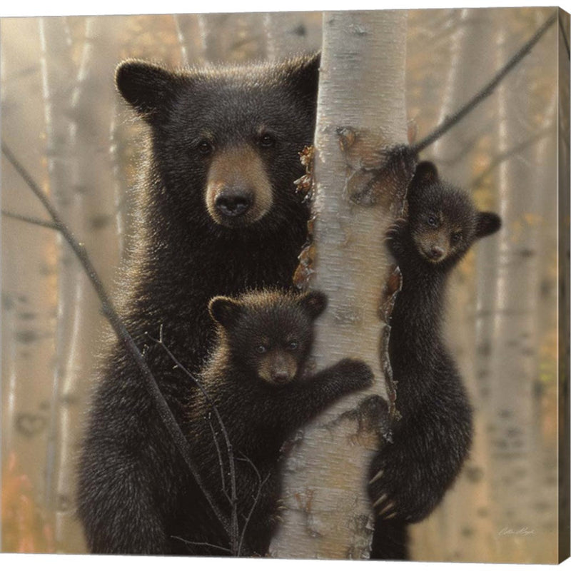 Black Bear Mother and Cubs - Mama Bear by Collin Bogle, Canvas Art