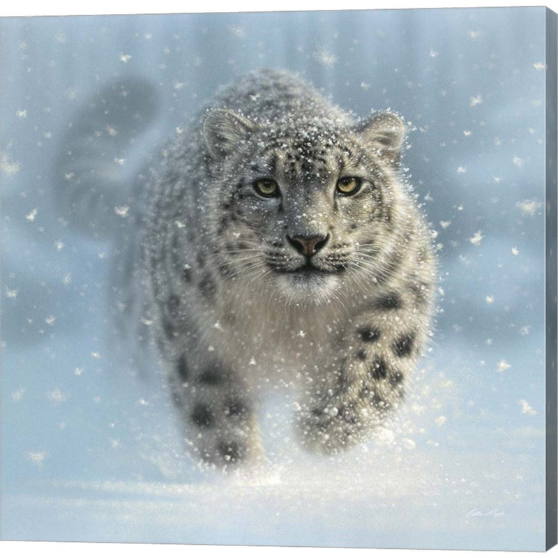 Snow Leopard - Snow Ghost by Collin Bogle, Canvas Art