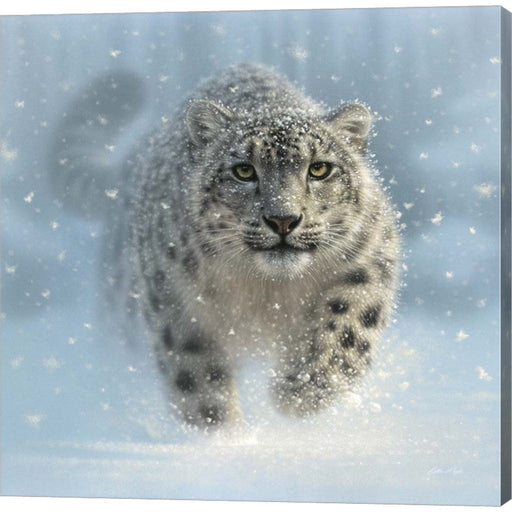 Snow Leopard - Snow Ghost by Collin Bogle, Canvas Art