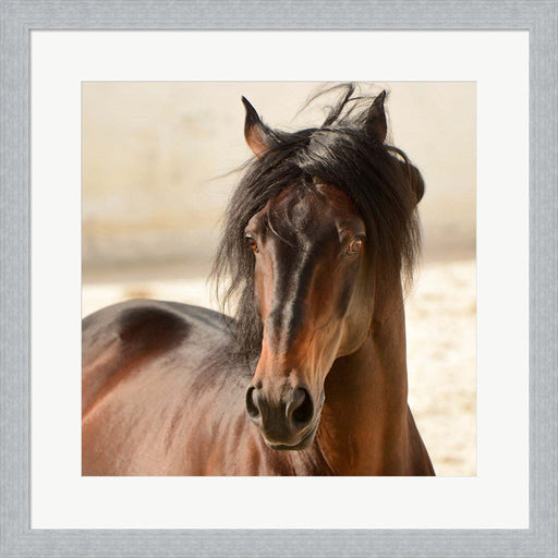 Casanova by Tony Stromberg, Framed Art