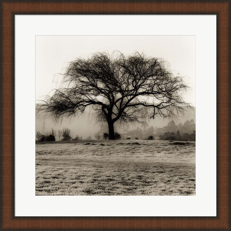 Willow Tree by Alan Blaustein, Framed Art