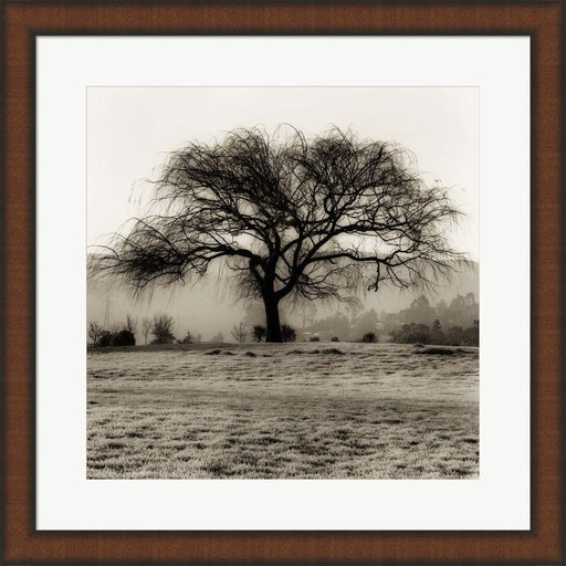 Willow Tree by Alan Blaustein, Framed Art