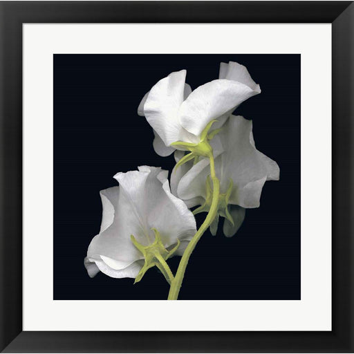 Sweet Pea by Andrew Levine, Framed Art