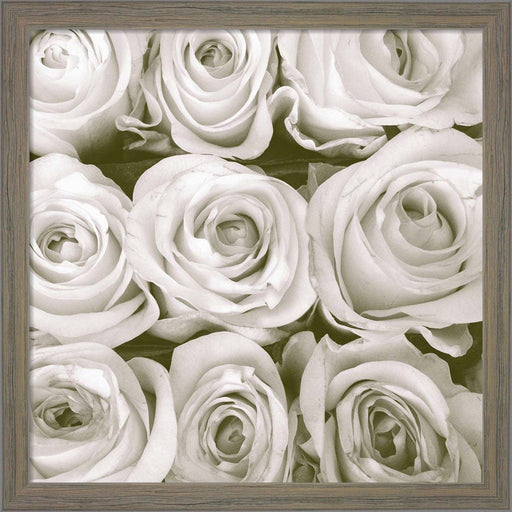 Rose in Bloom Square by Gail Peck, Framed Art