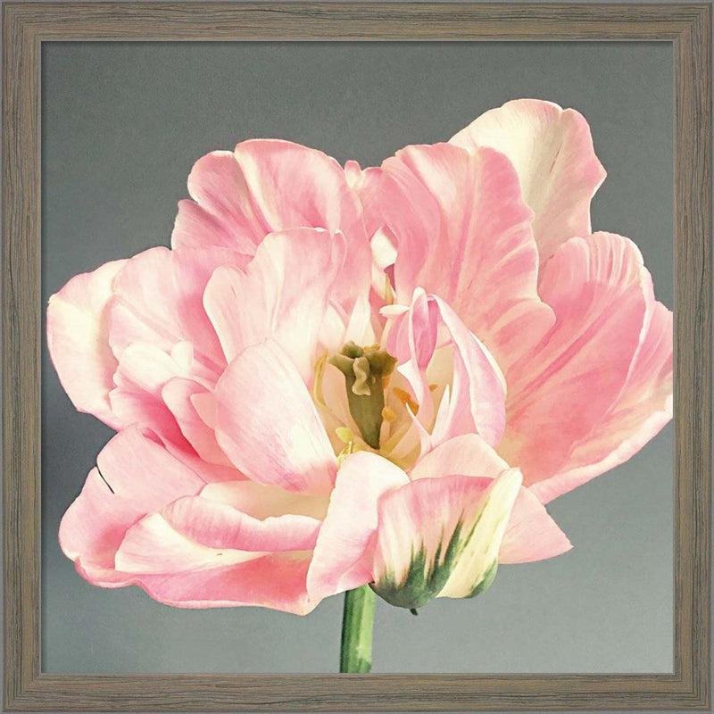 Pink Bloom by Sarah Jane, Framed Art