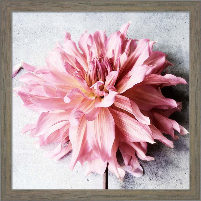 Freshly Picked from the Garden by Sarah Jane, Framed Art