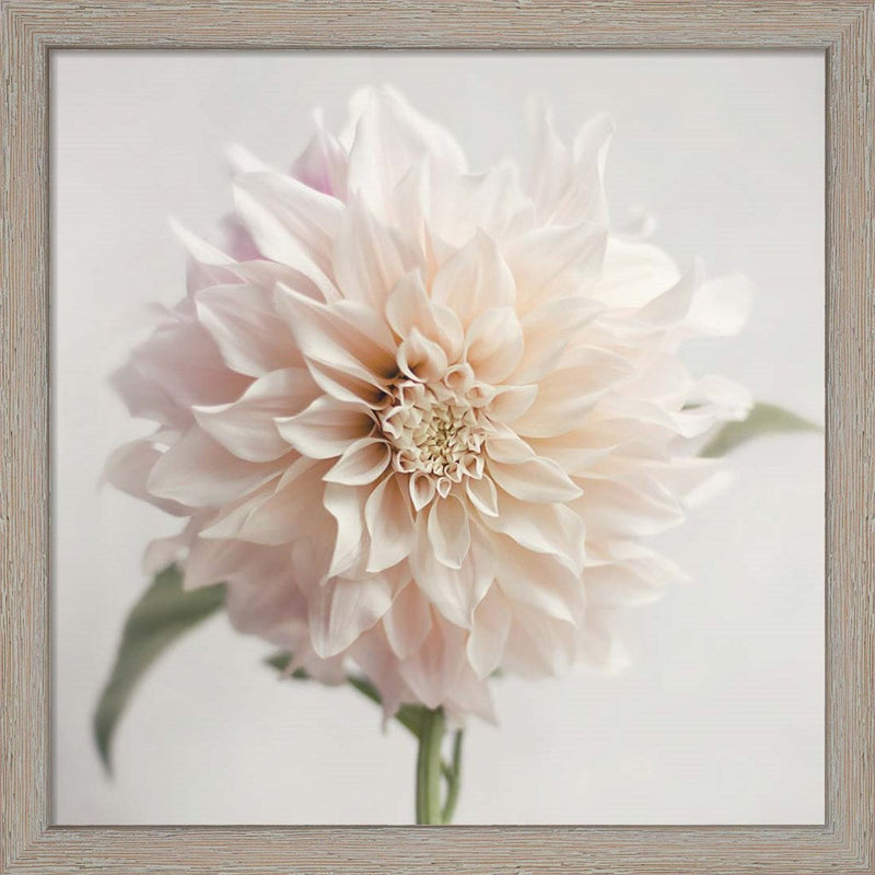White Bloom From The Garden by Sarah Jane, Framed Art