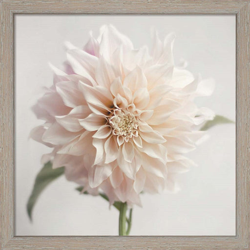 White Bloom From The Garden by Sarah Jane, Framed Art