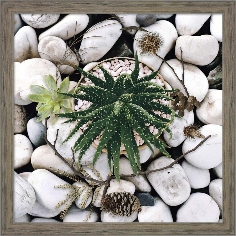 Succulent Summer by Tina Lavoie, Framed Art