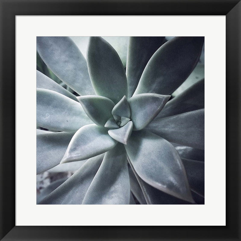 A Succulent Life by Jessica Manelis, Framed Art
