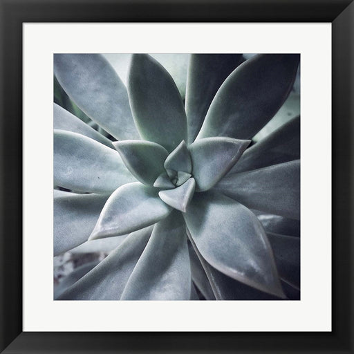 A Succulent Life by Jessica Manelis, Framed Art