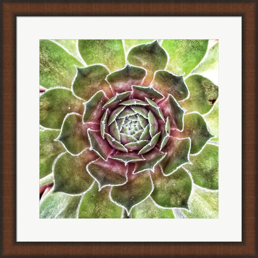 What up Succa by Jessica Manelis, Framed Art