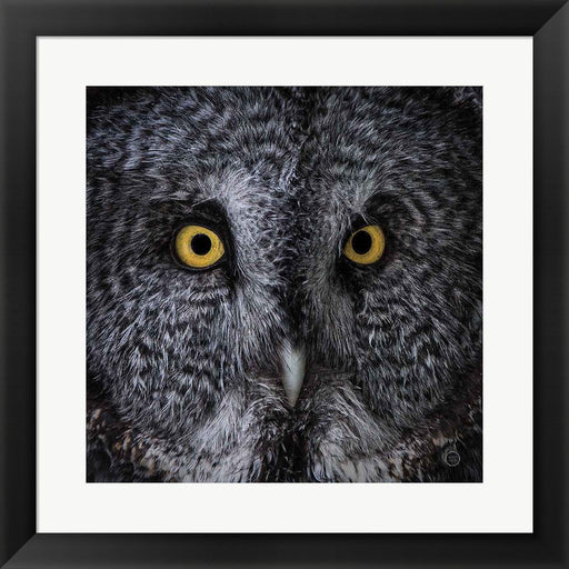 Great Grey Owl by Nathan Larson, Framed Art