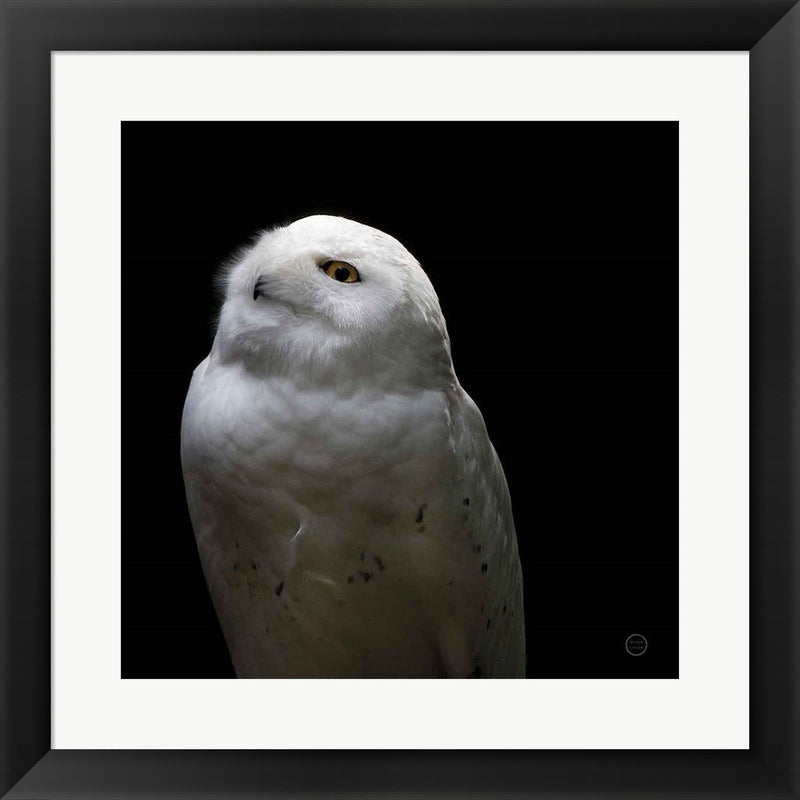 Snowy Owl Looks to the Sun by Nathan Larson, Framed Art