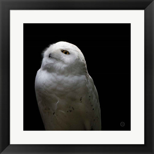 Snowy Owl Looks to the Sun by Nathan Larson, Framed Art