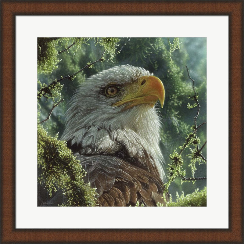 Bald Eagle by Collin Bogle, Framed Art