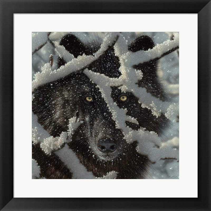 Winter Black Wolf by Collin Bogle, Framed Art