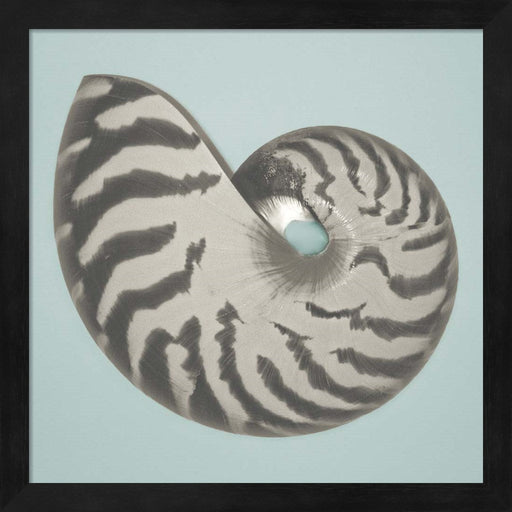 Noir Shell on Teal I by Jairo Rodriguez, Framed Art