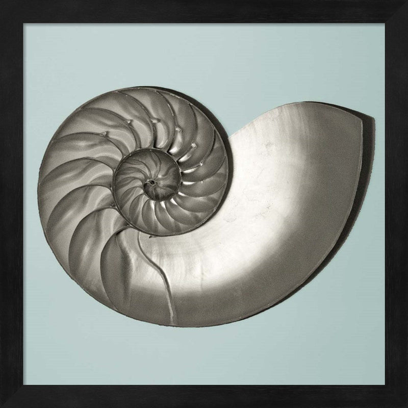 Noir Shell on Teal II by Jairo Rodriguez, Framed Art