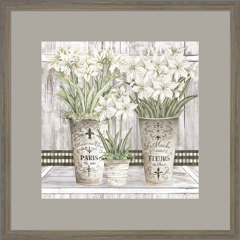 Amaryllis Multi Pots by Cindy Jacobs, Framed Art