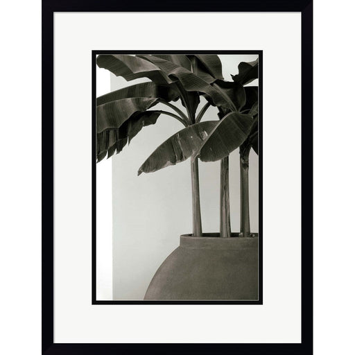 Banana Trees by George Cannon, Framed Art