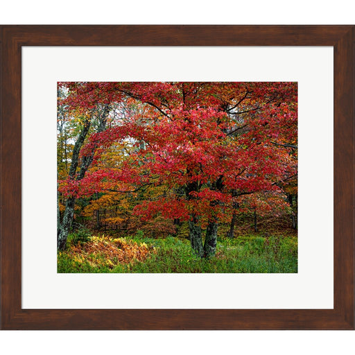 Catskill Maple by George Cannon, Framed Art