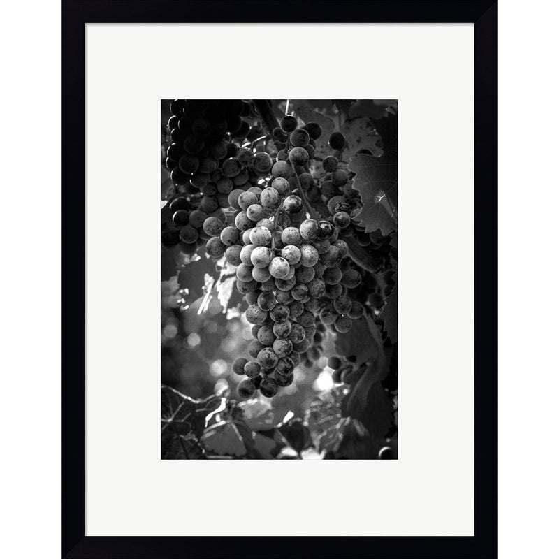 Fruit of The Vine by George Cannon, Framed Art