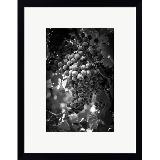 Fruit of The Vine by George Cannon, Framed Art