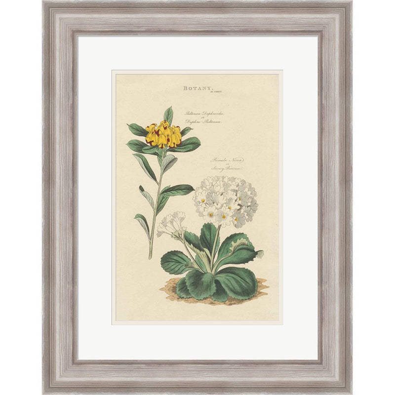 Botanical Print II by Wild Apple Portfolio, Framed Art