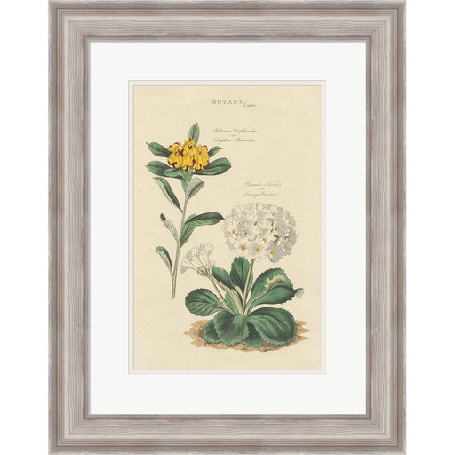 Botanical Print II by Wild Apple Portfolio, Framed Art