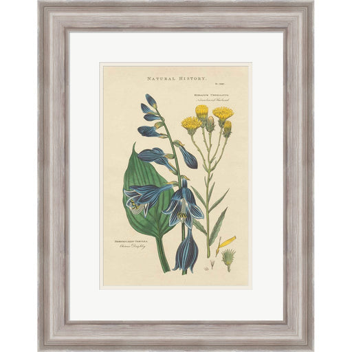 Botanical Print I by Wild Apple Portfolio, Framed Art