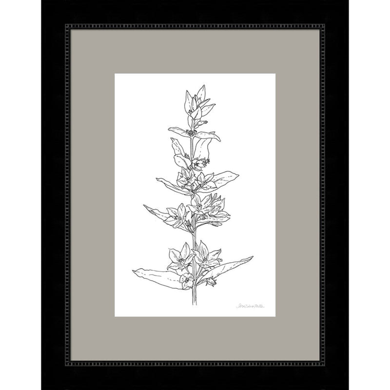 Sketched Flowers by Sara Zieve Miller, Framed Art