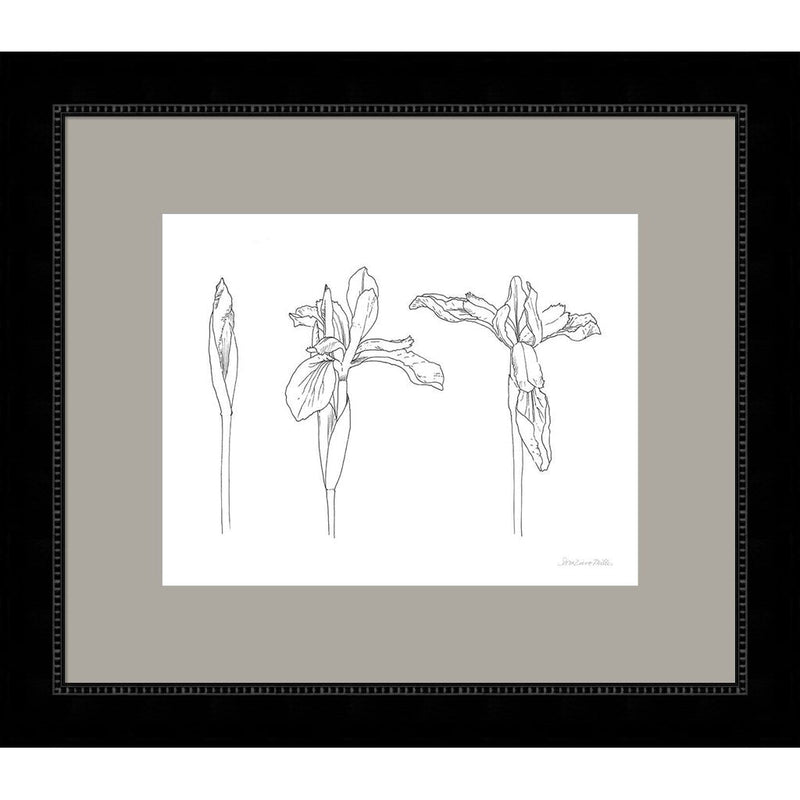 Sketched Iris by Sara Zieve Miller, Framed Art