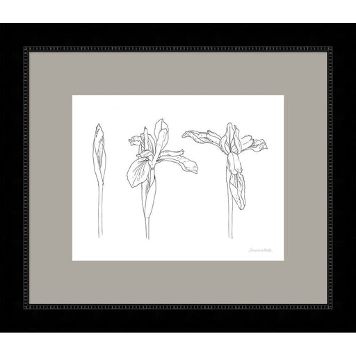 Sketched Iris by Sara Zieve Miller, Framed Art
