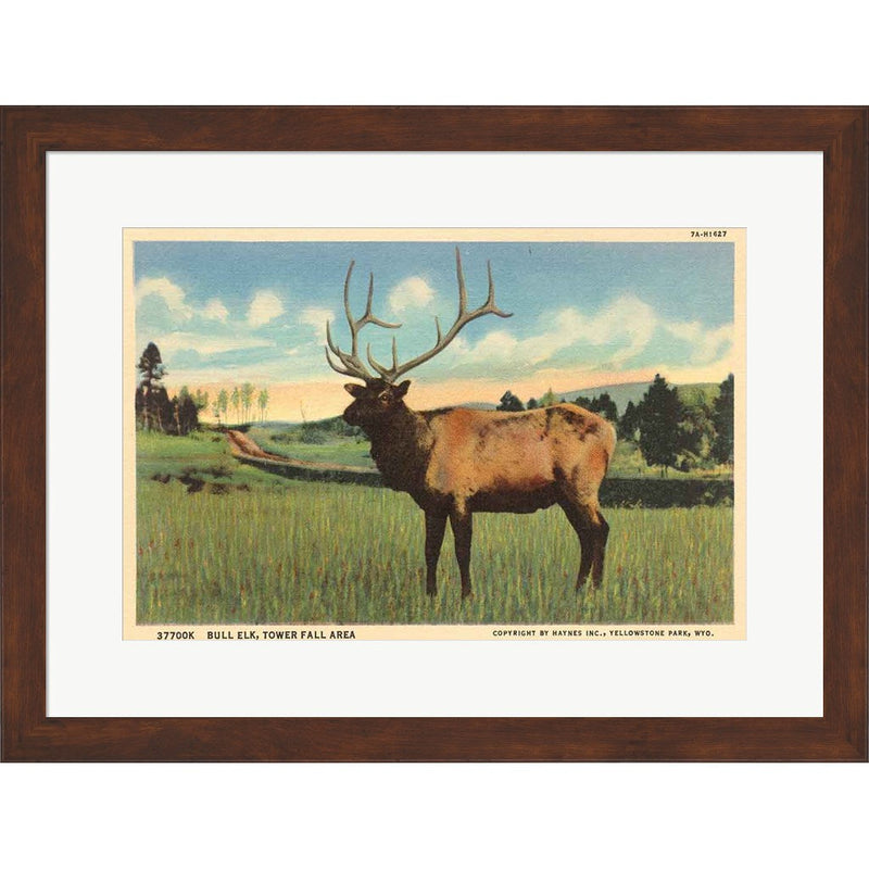Elk I Crop by Wild Apple Portfolio, Framed Art