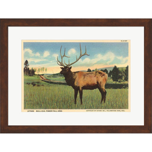 Elk I Crop by Wild Apple Portfolio, Framed Art