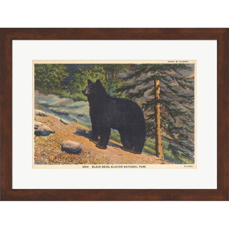 Black Bear I Crop by Wild Apple Portfolio, Framed Art